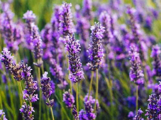 Lavendel