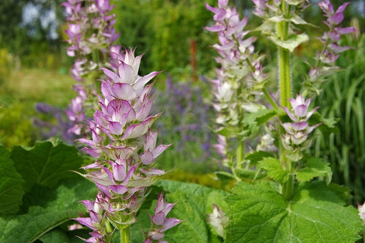 Das ätherische Öl des Muskatellersalbeis